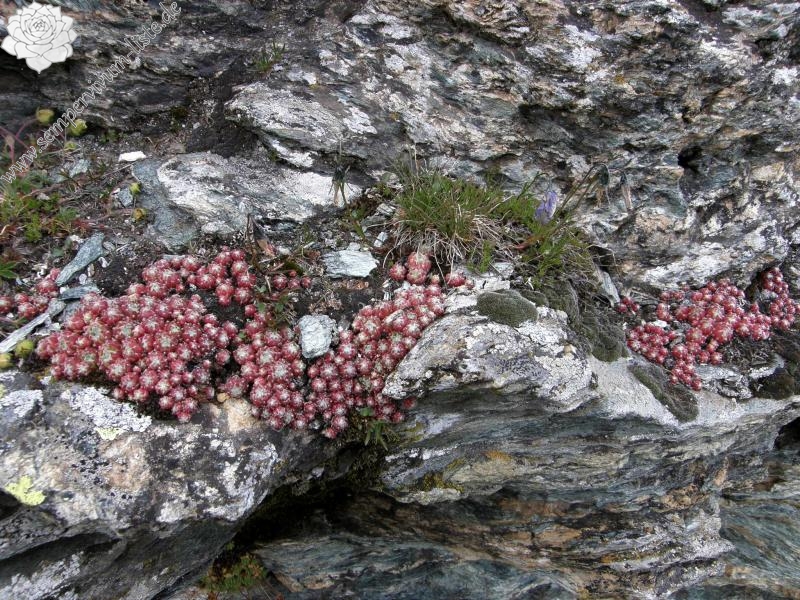 arachnoideum ssp. arachnoideum from Gornergrat (Riffelberg)