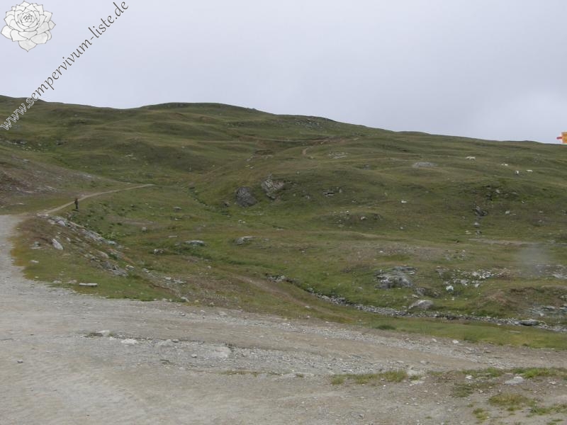 arachnoideum ssp. arachnoideum from Gornergrat (Riffelberg)