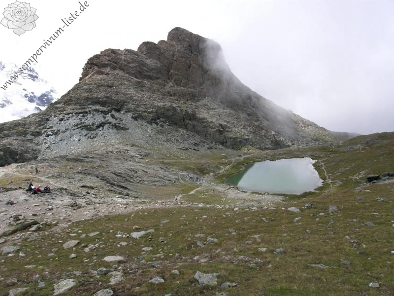 arachnoideum ssp. arachnoideum from Gornergrat (Rotenboden)