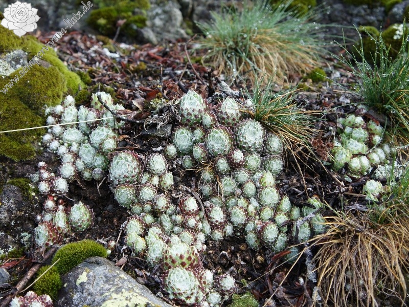 arachnoideum ssp. arachnoideum from Villnösstal (bei St. Jakob)