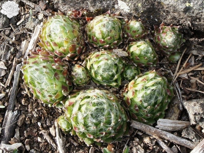 arachnoideum ssp. arachnoideum from Villnösstal (bei St. Jakob)