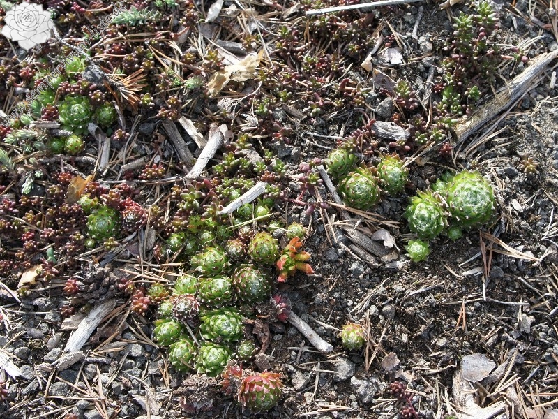 arachnoideum ssp. arachnoideum from Villnösstal (bei St. Jakob)