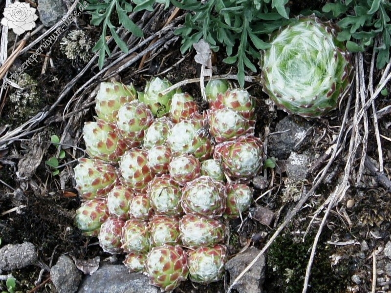 arachnoideum ssp. arachnoideum from Villnösstal (bei St. Jakob)