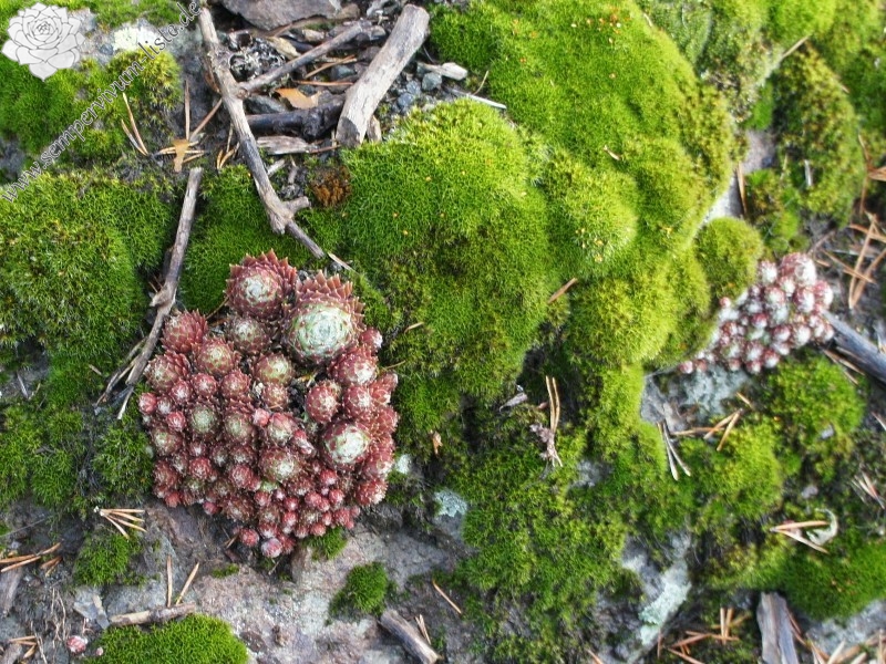 arachnoideum ssp. arachnoideum from Villnösstal (bei St. Jakob)
