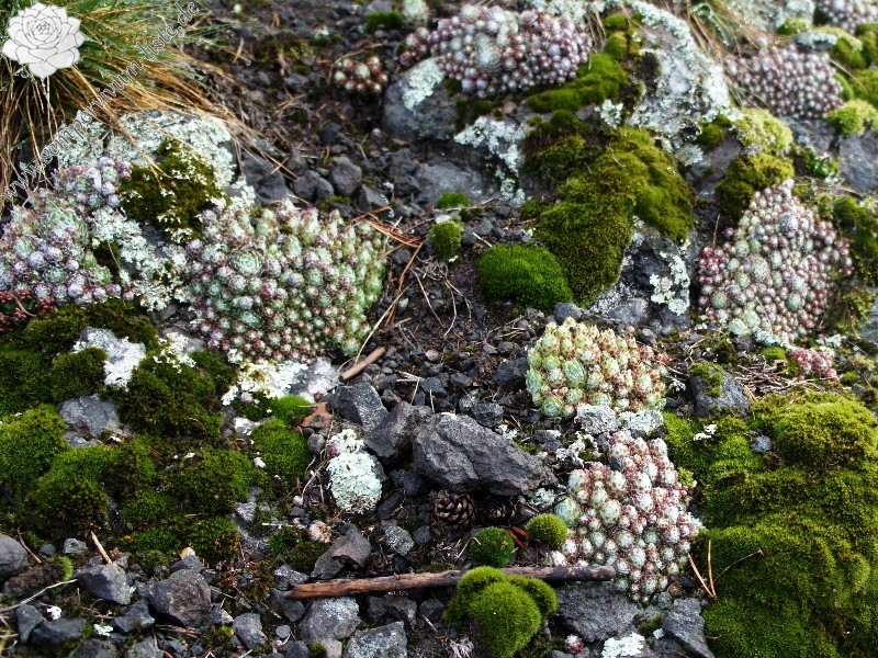 arachnoideum ssp. arachnoideum from Villnösstal (bei St. Jakob)