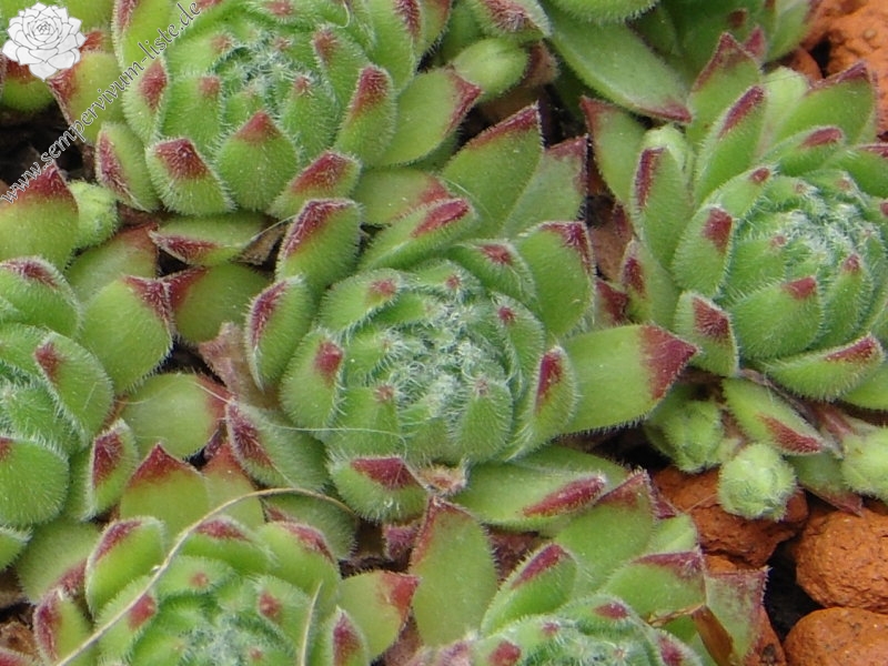 arachnoideum ssp. arachnoideum