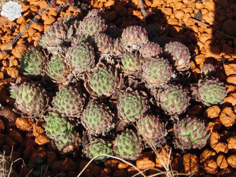 arachnoideum ssp. arachnoideum