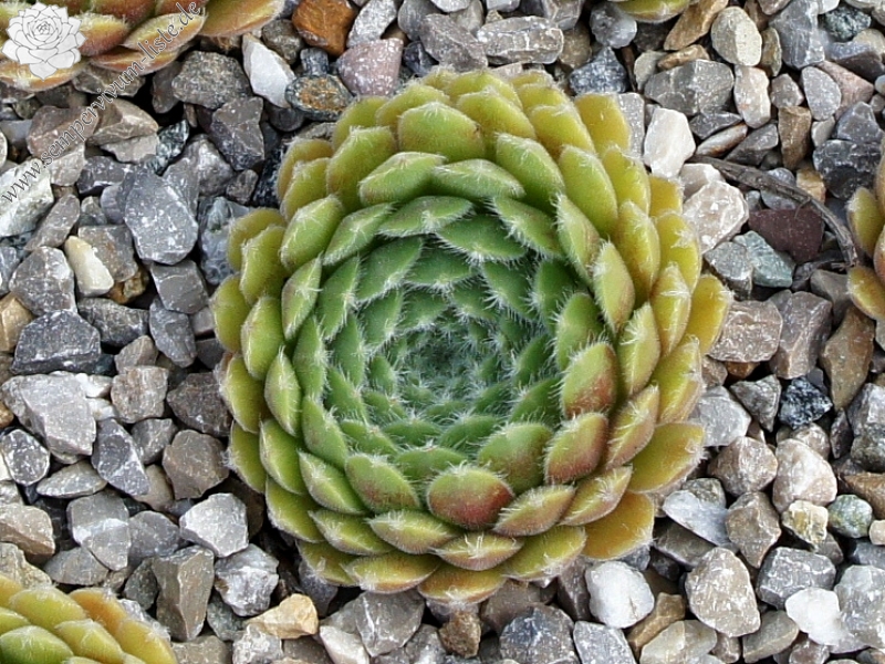 arachnoideum ssp. tomentosum (moggridgei)