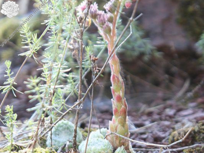 arachnoideum ssp. tomentosum (moggridgei) from Cascade de Amen