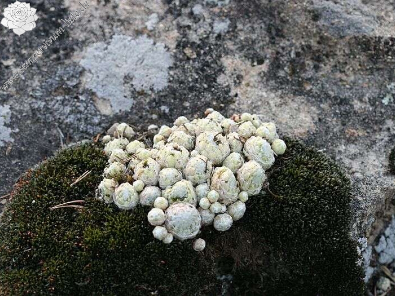 arachnoideum ssp. tomentosum (moggridgei) from Grès de Annot (Point de Vue)