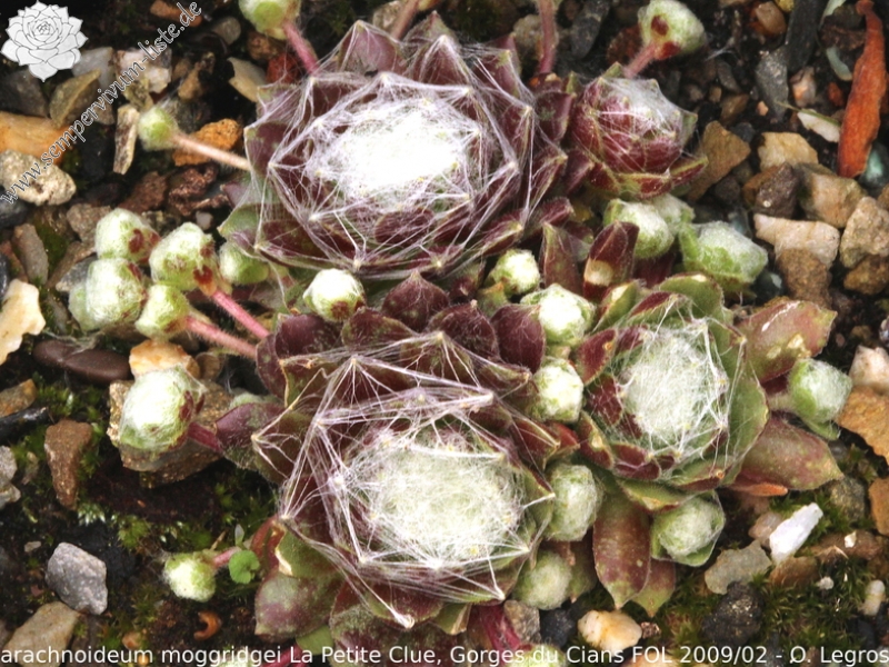 arachnoideum ssp. tomentosum (moggridgei) from La Petite Clue