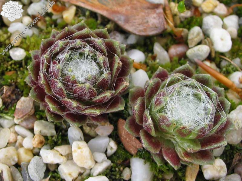 arachnoideum ssp. tomentosum (moggridgei) from Pierlas