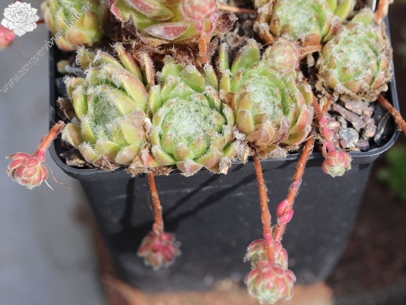 arachnoideum ssp. tomentosum (webbianum)