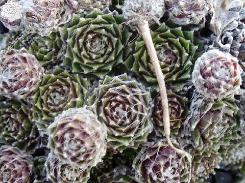 arachnoideum ssp. tomentosum (webbianum)