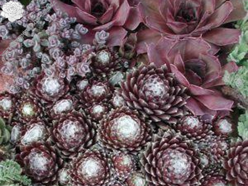 arachnoideum ssp. tomentosum from Belloch