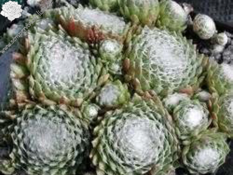 arachnoideum ssp. tomentosum from Belloch