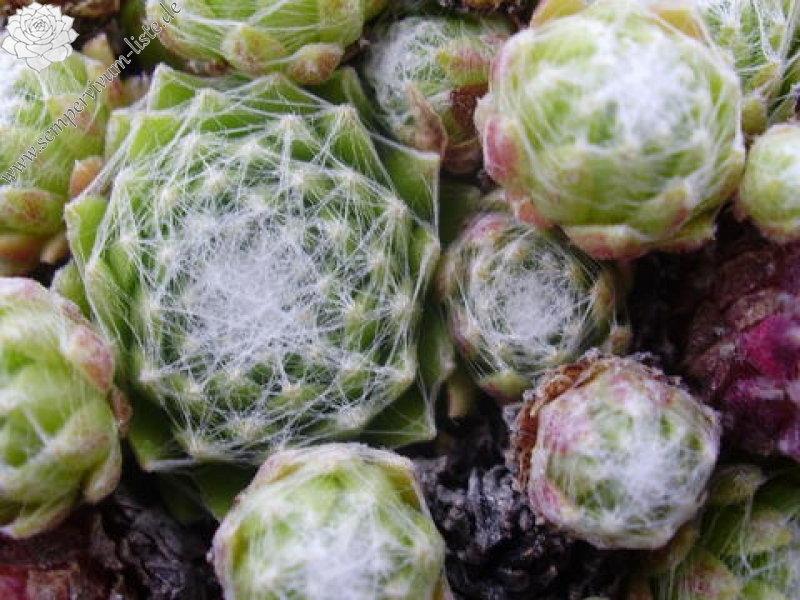 arachnoideum ssp. tomentosum from Col Bayard