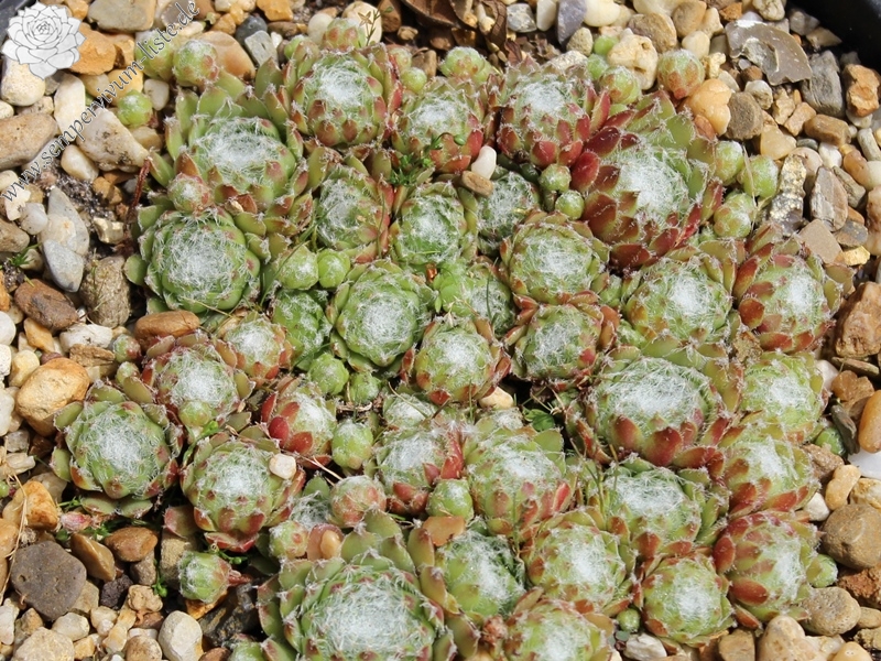 arachnoideum ssp. tomentosum from Gorges de Bergue
