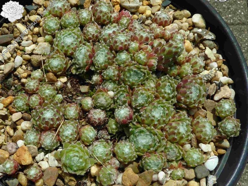 arachnoideum ssp. tomentosum from Gorges de Bergue