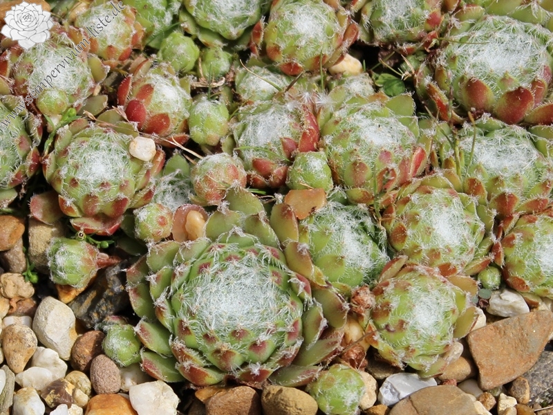 arachnoideum ssp. tomentosum from Gorges de Bergue
