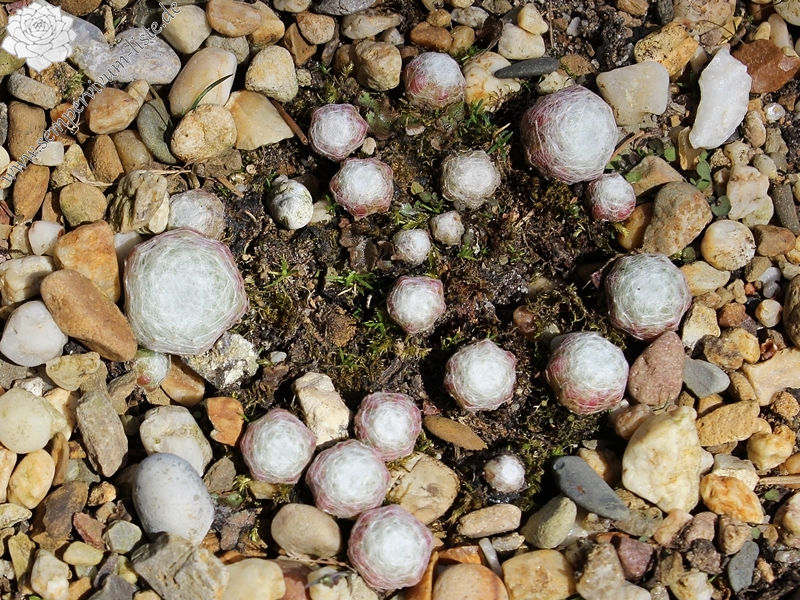 arachnoideum ssp. tomentosum from Gorges de Daluis