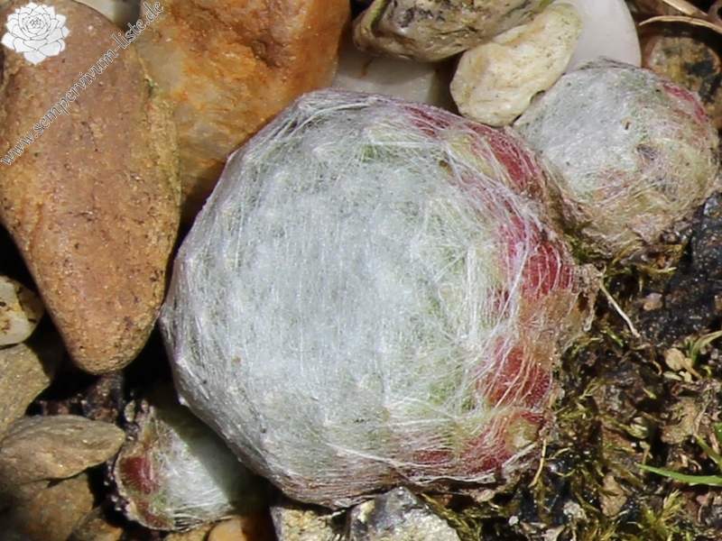 arachnoideum ssp. tomentosum from Gorges de Daluis