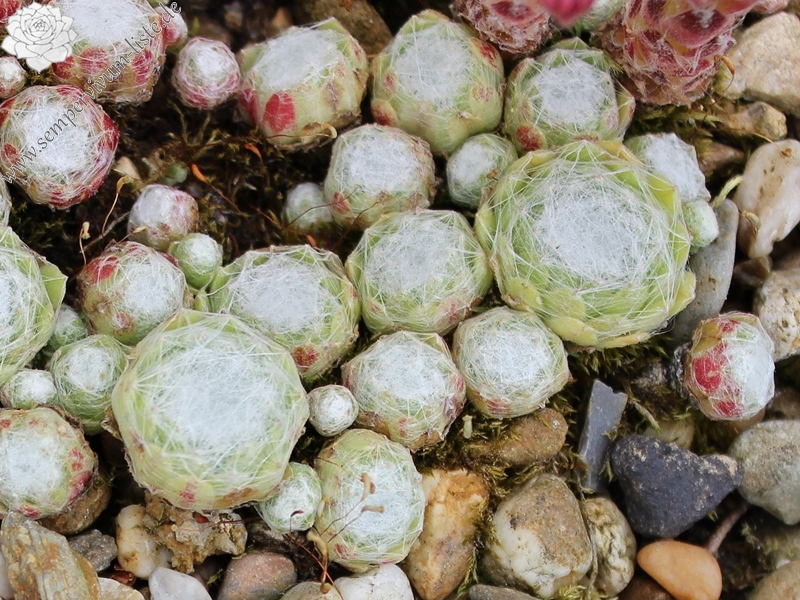 arachnoideum ssp. tomentosum from Julierpass
