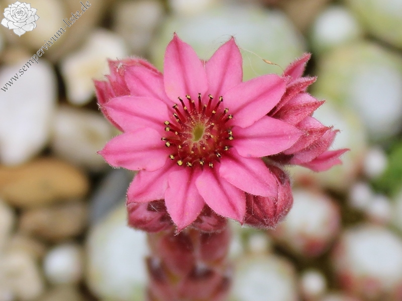 arachnoideum ssp. tomentosum from Julierpass