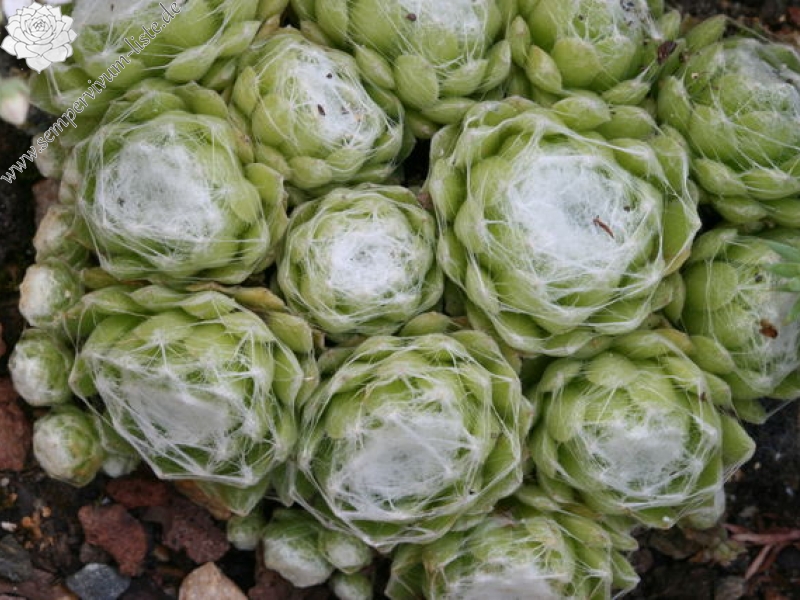 arachnoideum ssp. tomentosum from Le Pervendoux