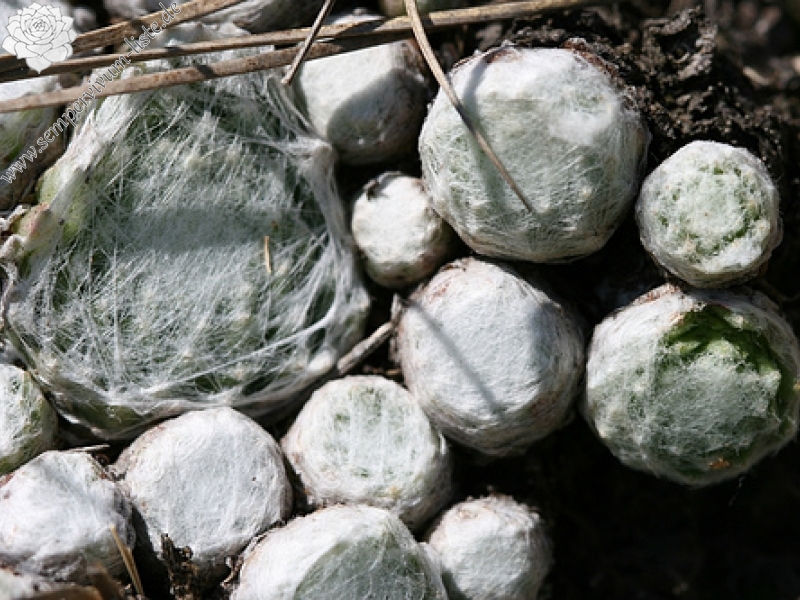 arachnoideum ssp. tomentosum from Le Pervendoux