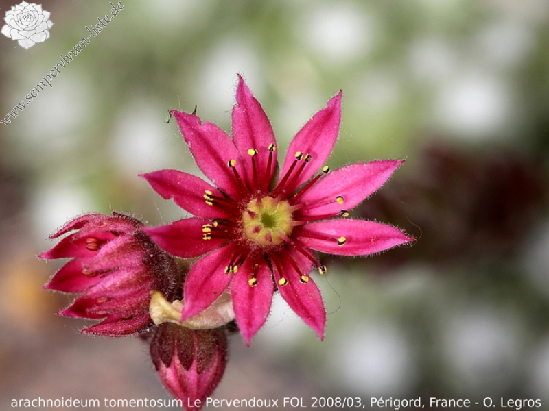 arachnoideum ssp. tomentosum from Le Pervendoux