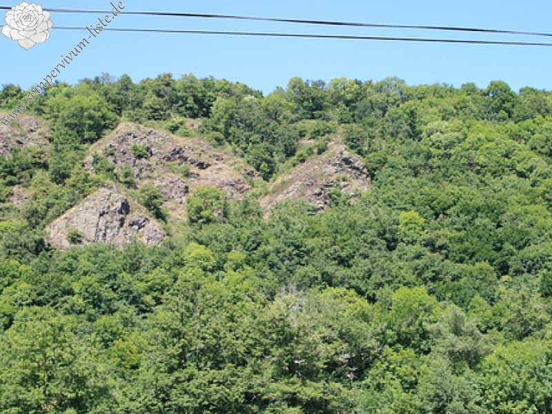 arachnoideum ssp. tomentosum from Le Pervendoux