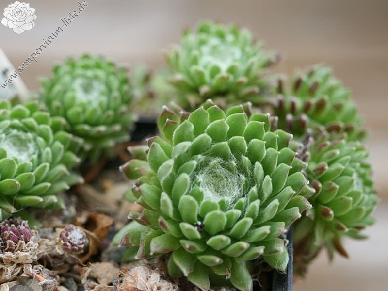 arachnoideum ssp. tomentosum from NW Pas-de-Cère
