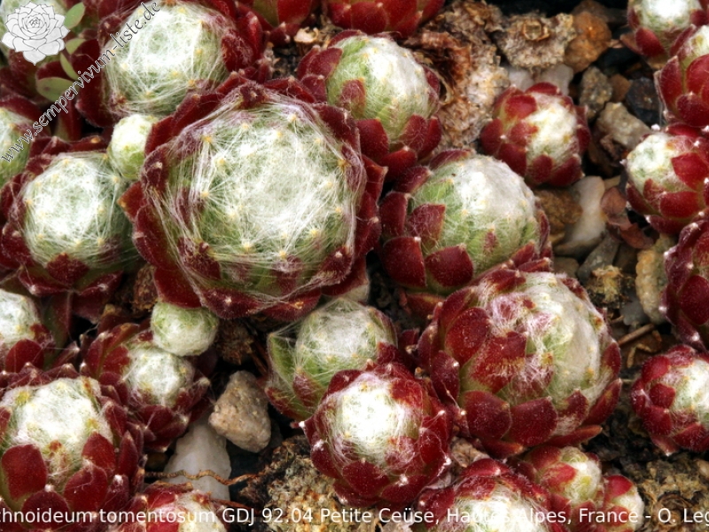 arachnoideum ssp. tomentosum from Pétite Ceüse