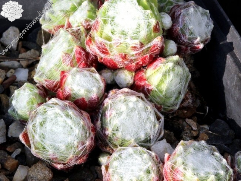 arachnoideum ssp. tomentosum from Pétite Ceüse