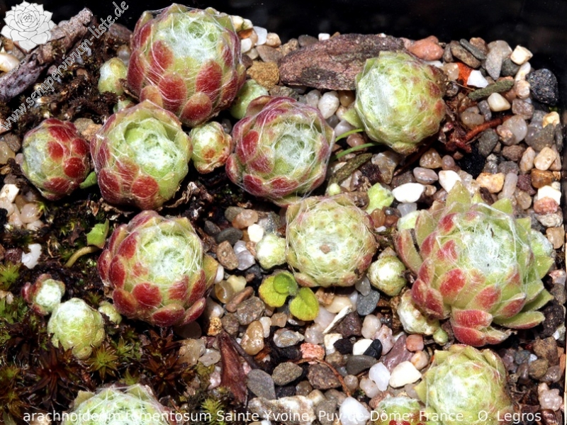 arachnoideum ssp. tomentosum from Sainte-Yvoine