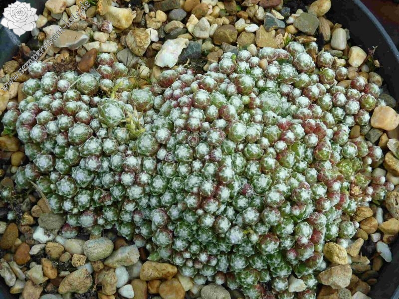 arachnoideum ssp. tomentosum from Tinnetal