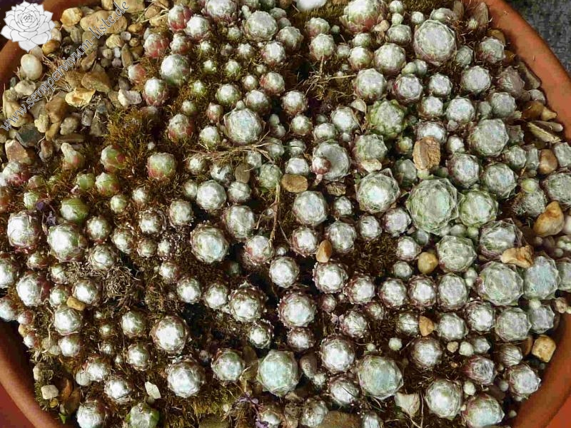 arachnoideum ssp. tomentosum from Vallée du Fournel