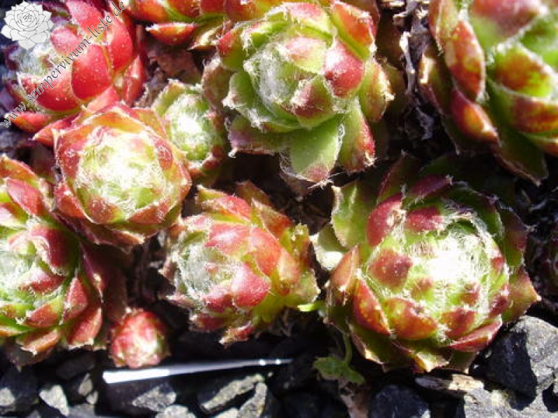 arachnoideum x S. minutum