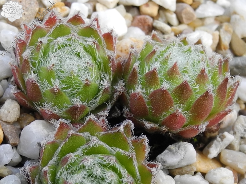 arachnoideum x S. pittonii F1