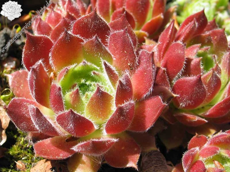 arachnoideum x S. ruthenicum