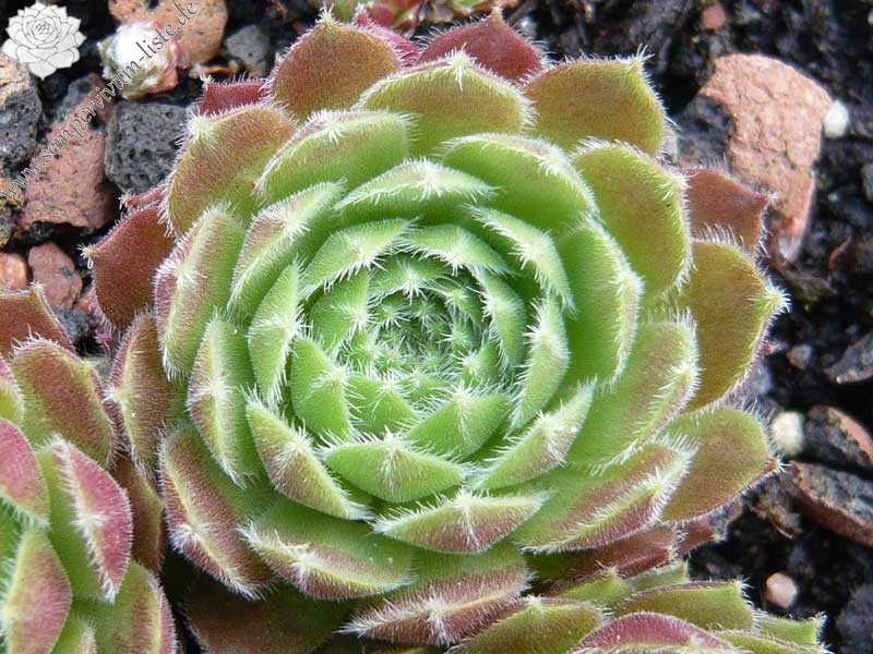 arachnoideum x S. ruthenicum