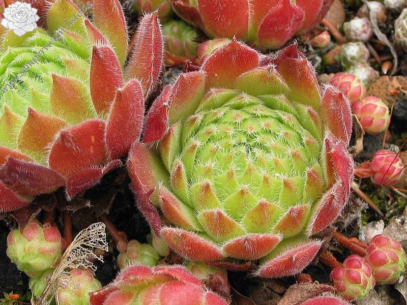 arachnoideum x S. ruthenicum
