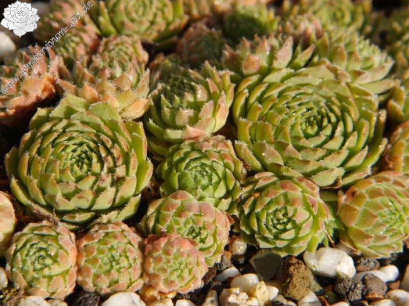 arachnoideum x S. ruthenicum