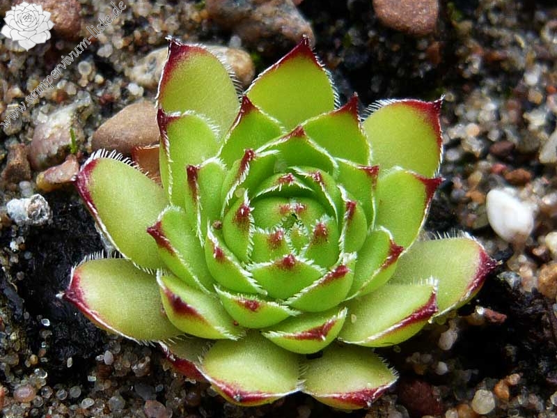 armenum from Gümüshane