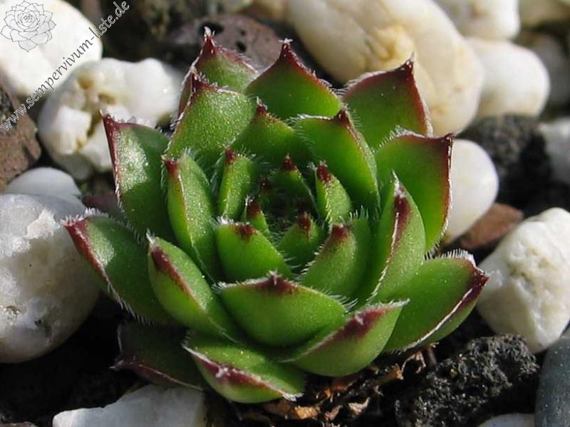 armenum from Gümüshane