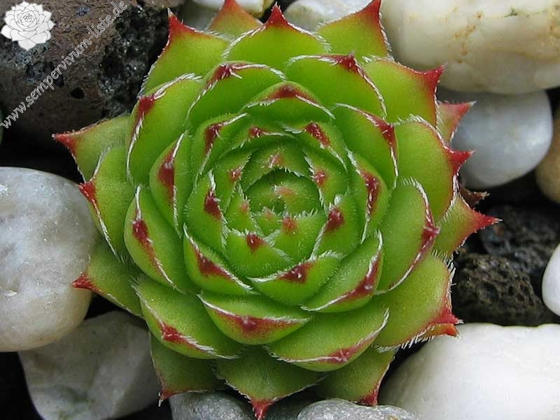 armenum from Gümüshane