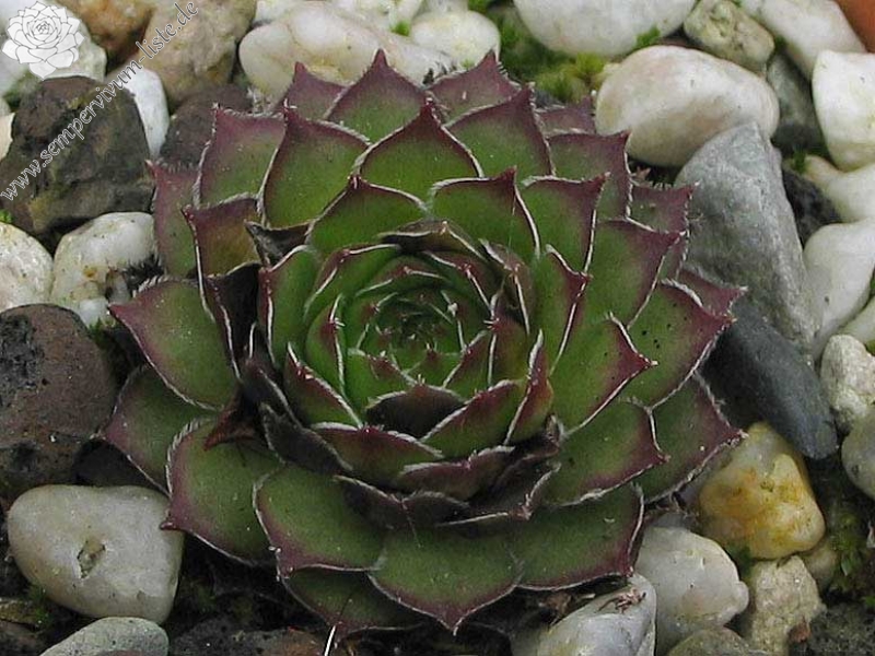 armenum from Gümüshane