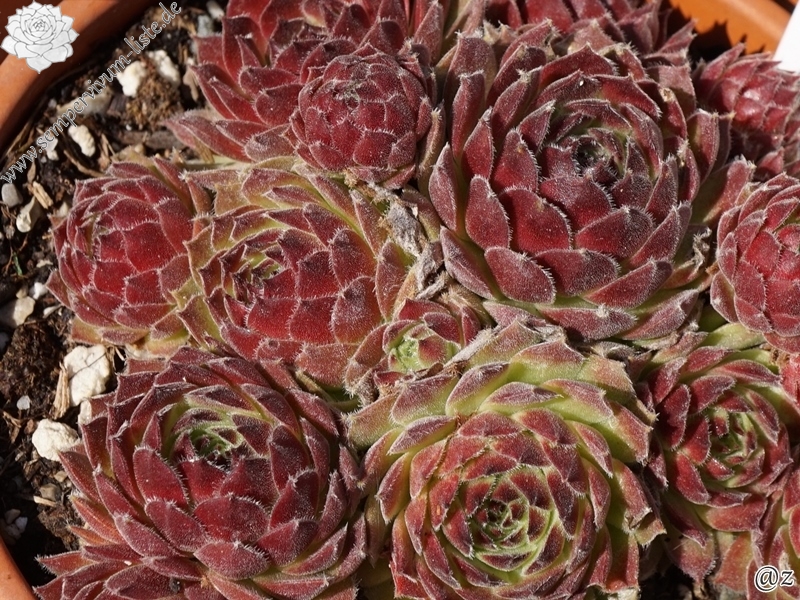 atlanticum from Mount Atlas