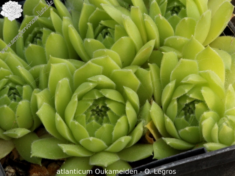 atlanticum from Oukaimeden